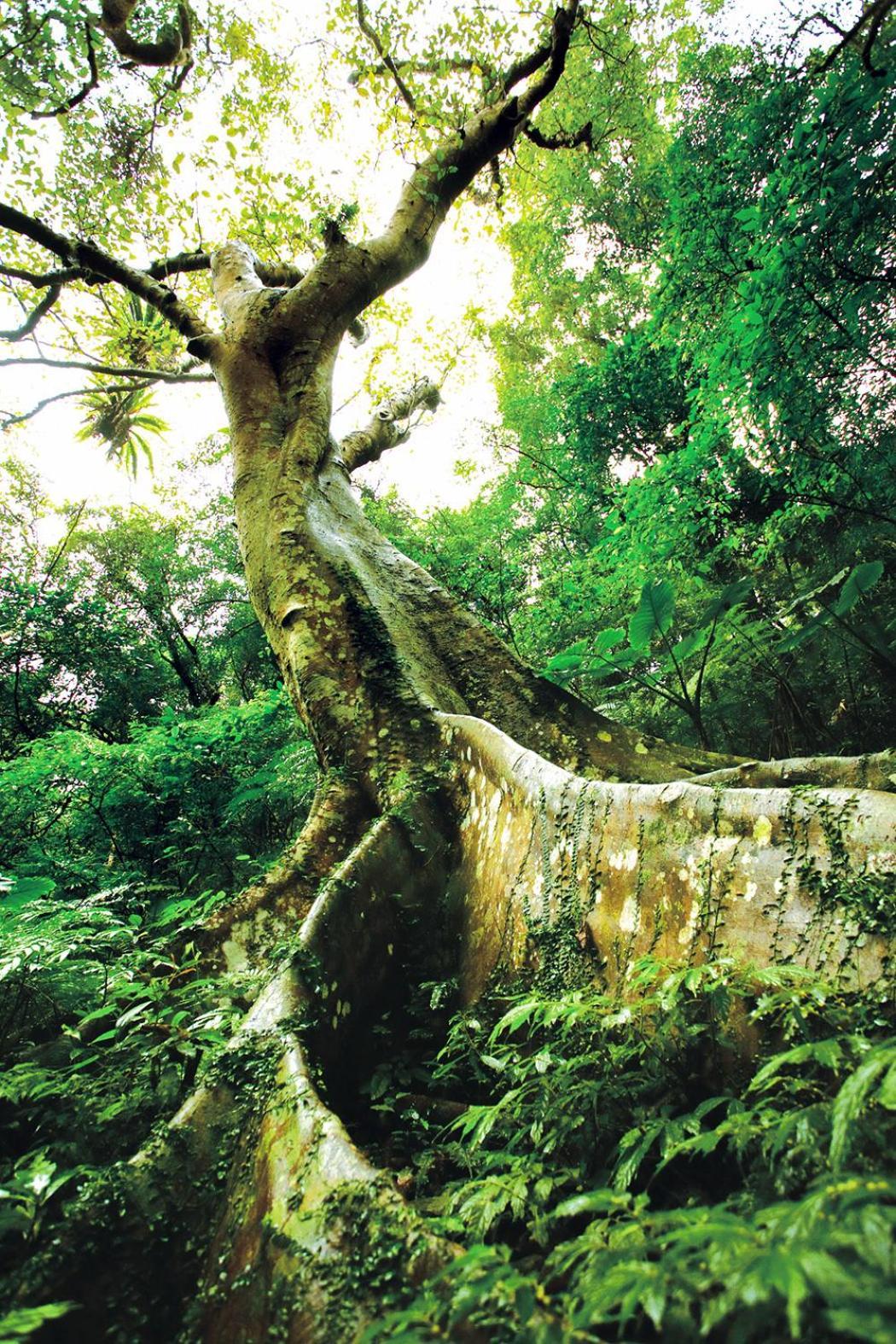 Great Roots Forestry Spa Resort Sanxia Exterior foto